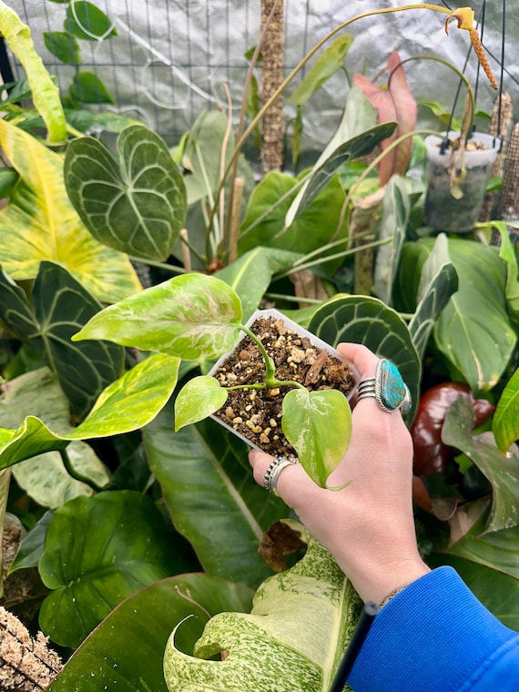 Monstera Bulbasaur deliciosa - High Color