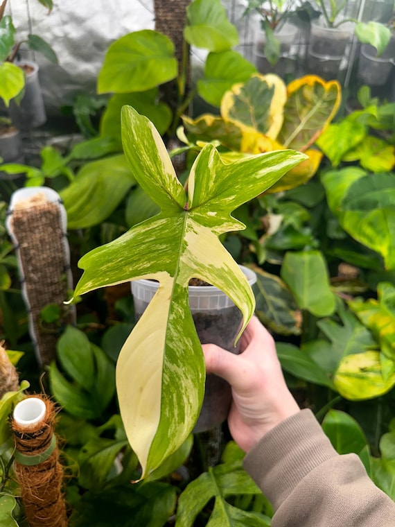 Florida beauty highly Variegated