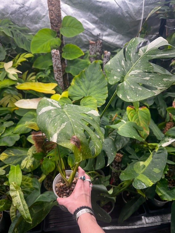 Monstera Thai Constellation