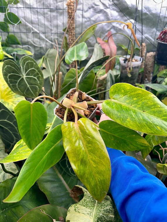 Philodendron Sp Red Emerald Variegated