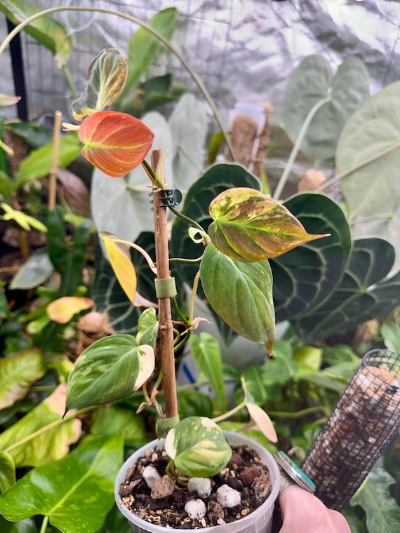 Philodendron Variegated Micans Plant | Aurea TriColor Marble