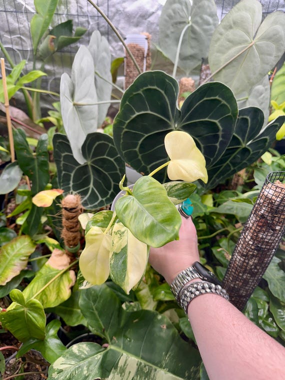 Philodendron Bipennifolium Variegated