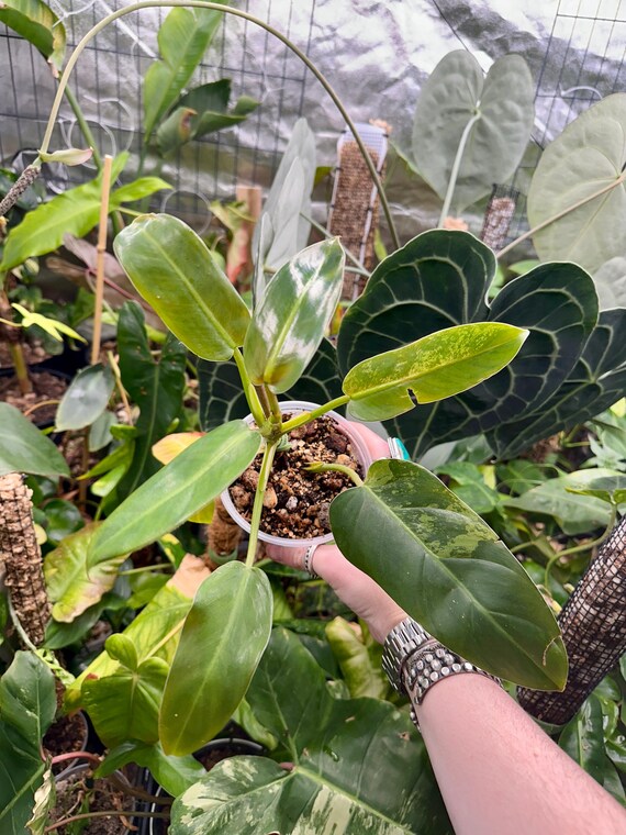 Philodendron Ruaysap  - Rare