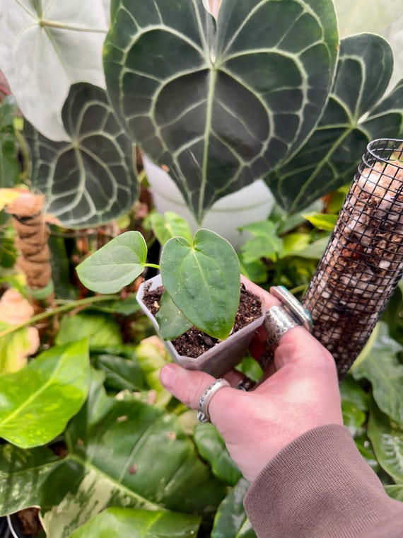 Anthurium Dark Crystal x BVEP x AOS