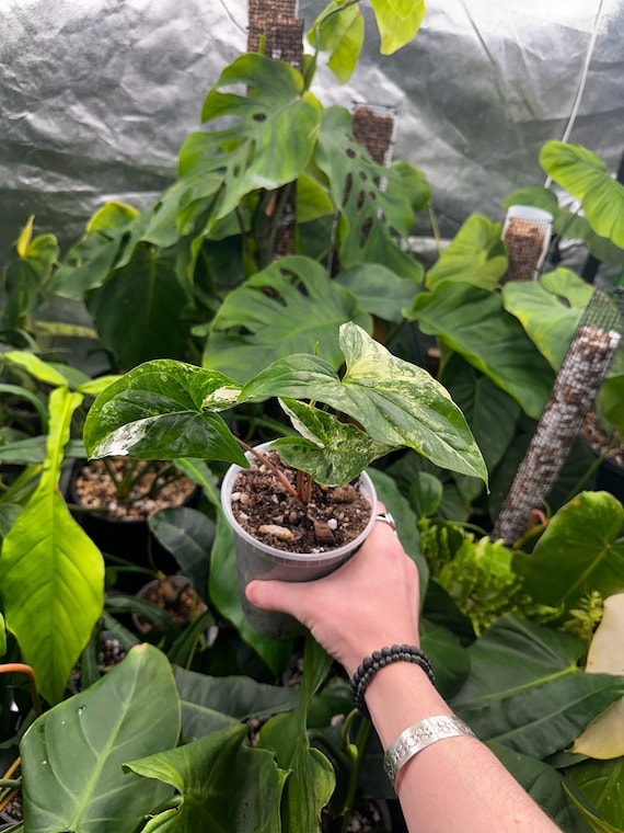 Syngonium "Albo", Rare Syngonium