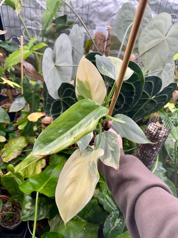 philodendron silver sword variegated