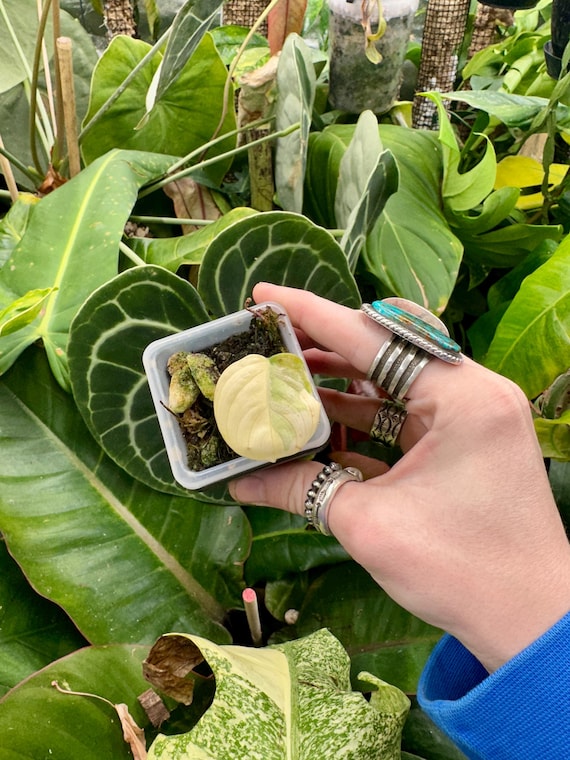 VERY RARE Philodendron Brandtianum Variegated -High Color-