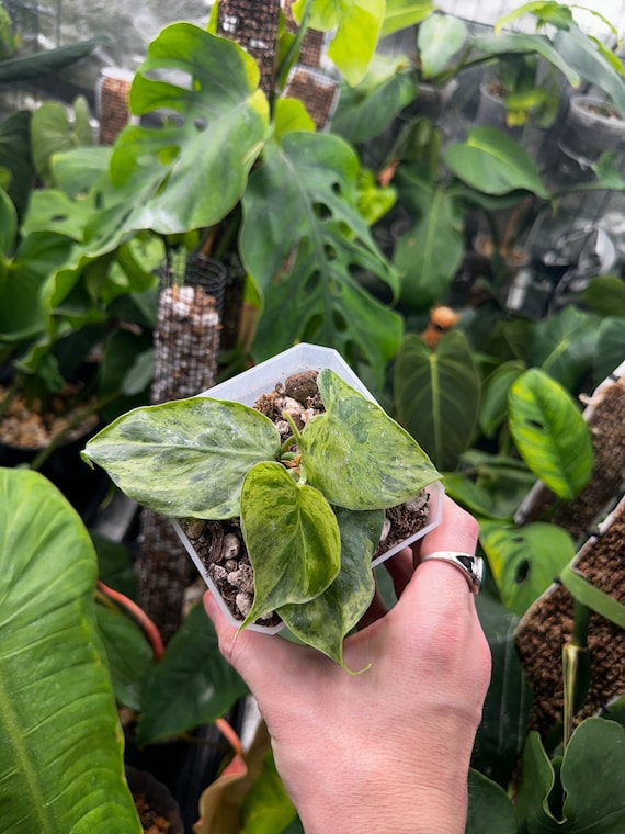 Philodendron Hederaceum Variegated (Variegated Heartleaf Philodendron)