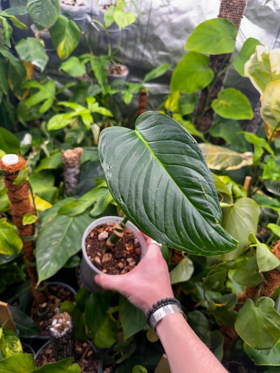 Monstera Laniata