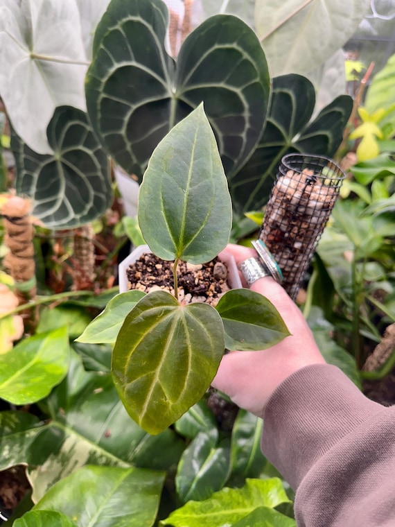 Anthurium Dark Crystal x Rioclaroense Wild Hybrid