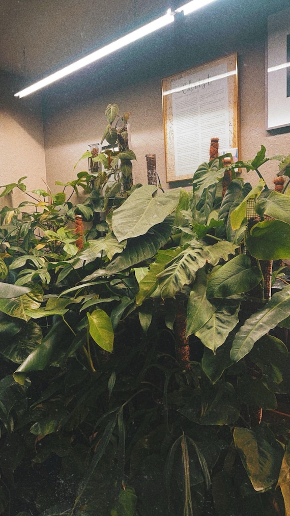 50 Dollar Rooted Mystery Plant Bundle (150  Dollar Value)