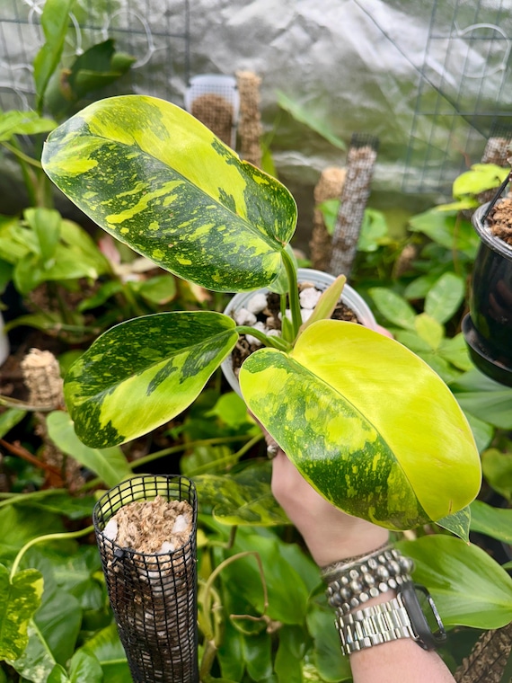 Philodendron Green Congo Nuclear