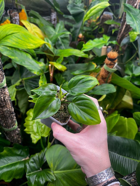 Philodendron Hederaceum ALBO Reverted