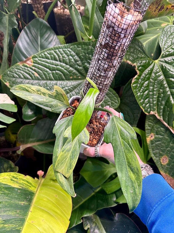 Philodendron Panduriforme Aurea variegated