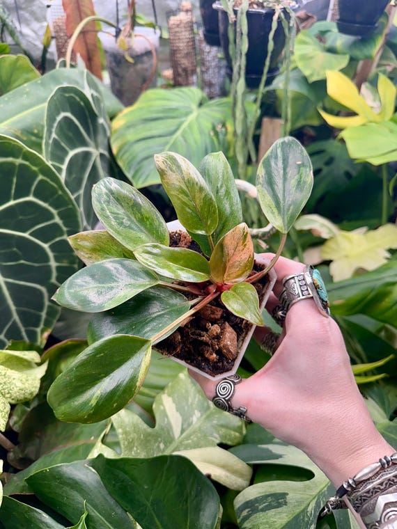 Philodendron Red Congo Mint Variegated