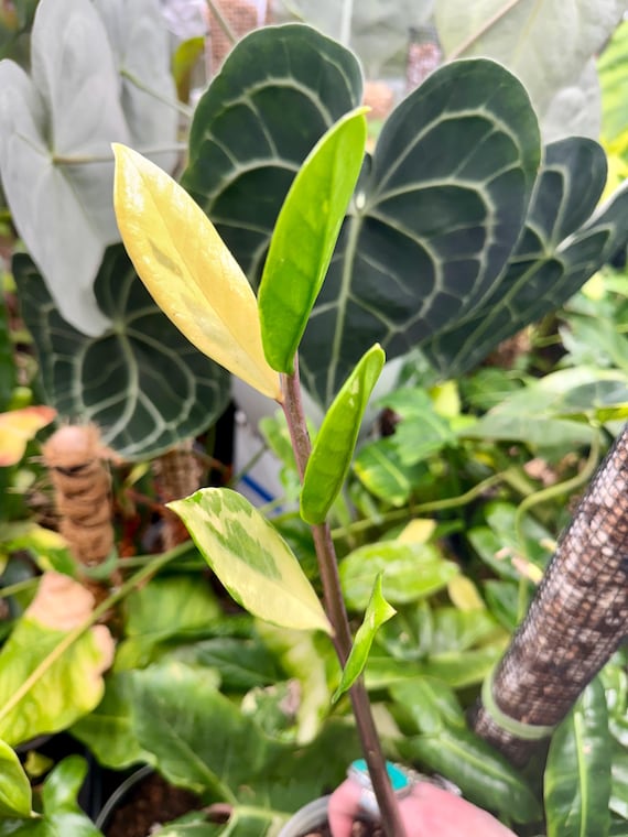 Zamioculcas Variegated ZZ Mother Base