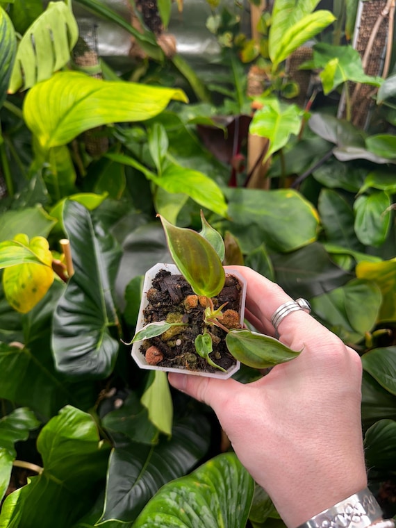 Variegated Philodendron Micans 'Velvet Halo'