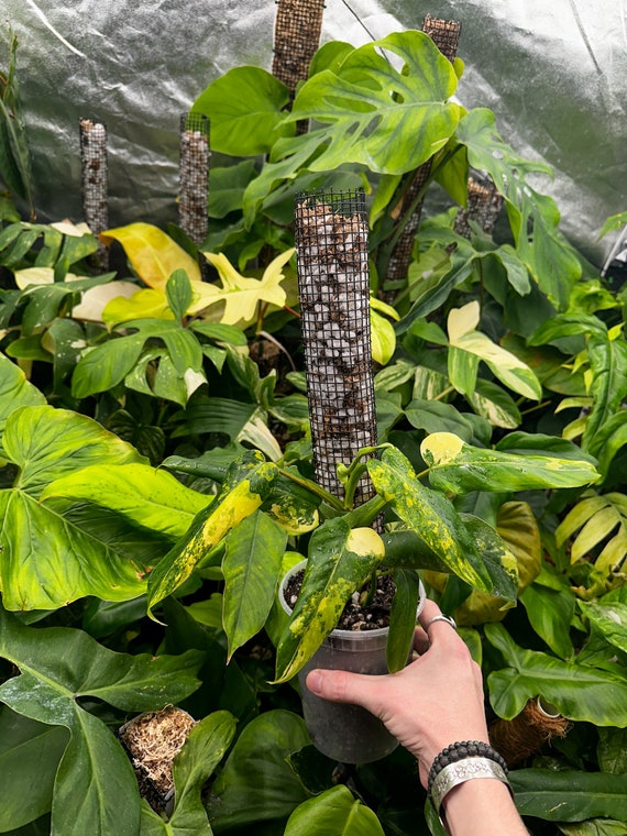 Philodendron Domesticum Variegated
