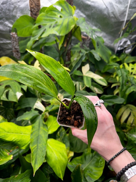 Epipremnum Amplissimum Aurea Variegated