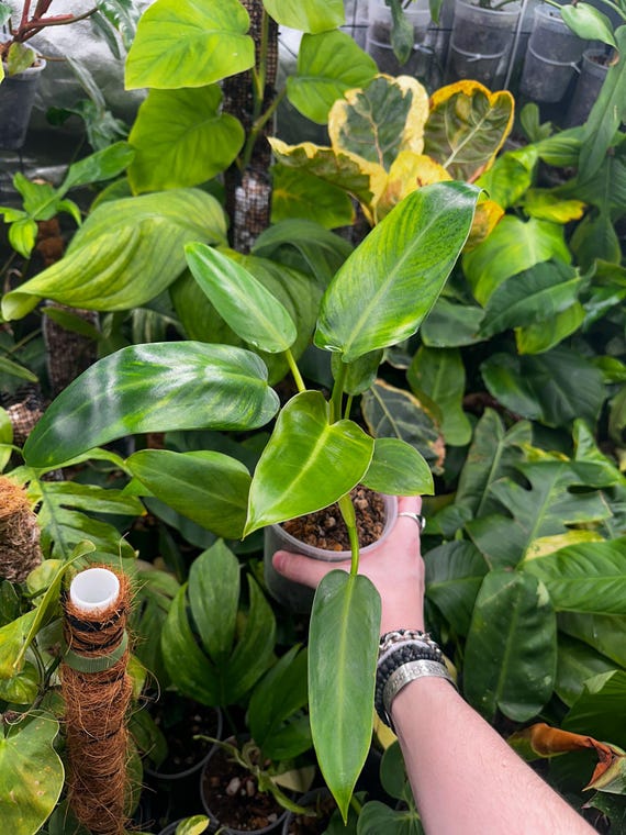 Philodendron Orange Prince Mia - Rare Philodendron