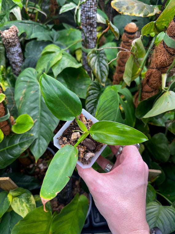 Philodendron Orange Prince Mia - Rare Philodendron