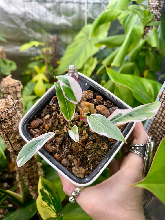 Philodendron White Knight variegated Mutation double growth