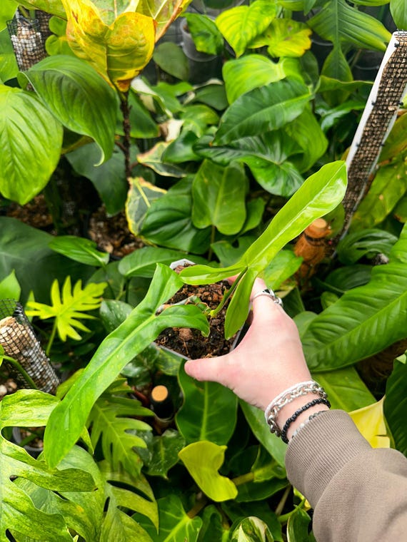 Philodendron 69686