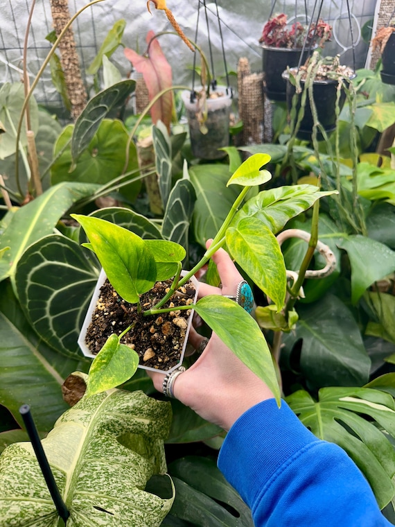 Epipremnum Pinnatum "Cebu Blue " Aurea Variegated