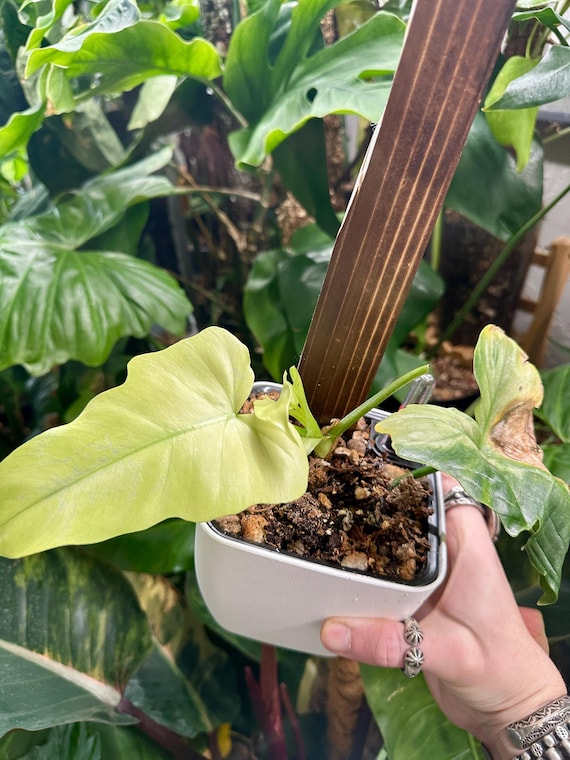 Philodendron Golden Dragon Full Mint Variegated