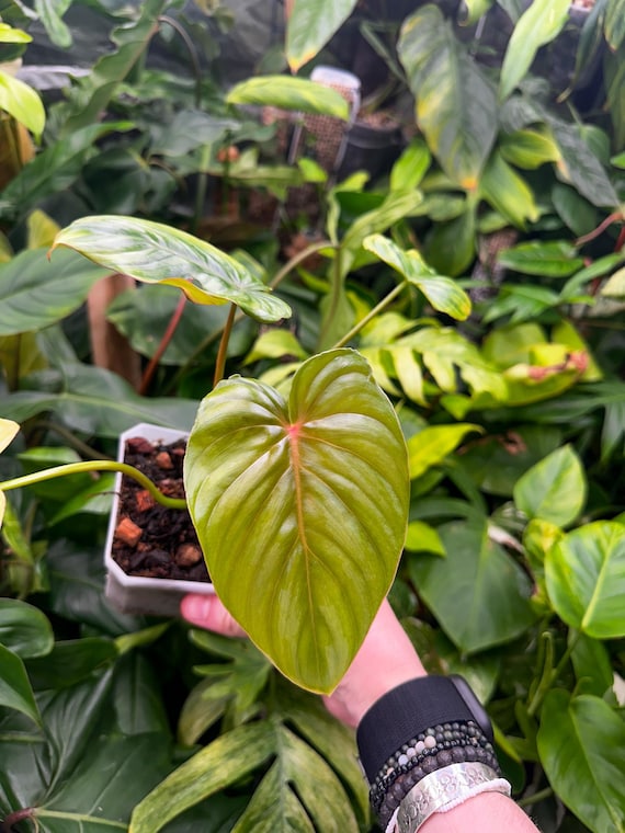 Philodendron McDowell cf