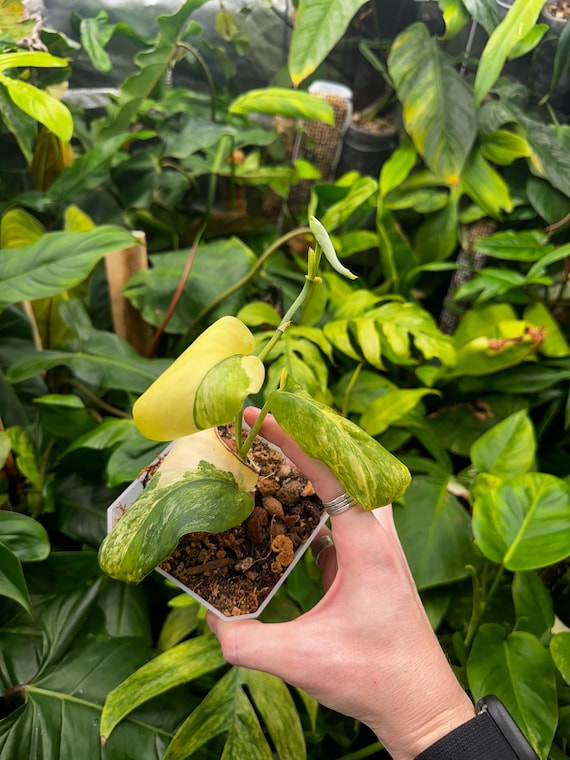 Scindapsus Jade- Aurea Variegated Cutting Rooted