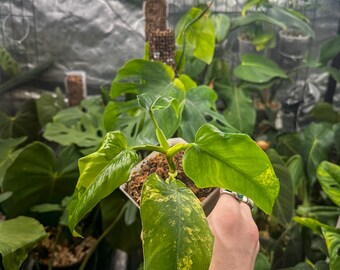 May include: A variegated houseplant with yellow and green leaves in a white pot. The plant is being held by a hand wearing a silver bracelet.