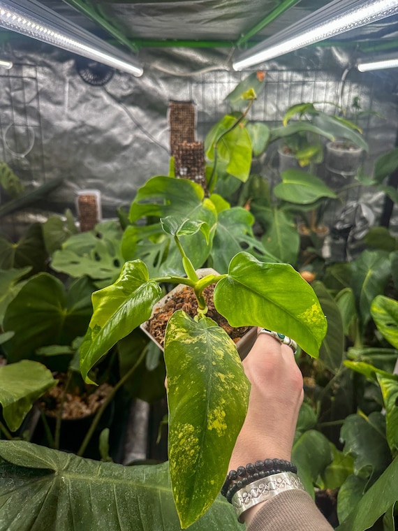 Philodendron Domesticum Variegated
