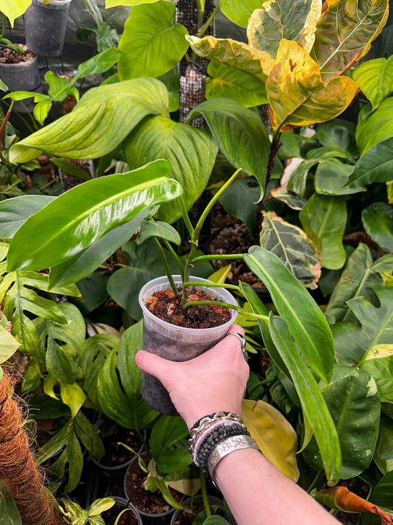 Philodendron Jerry Horne, Rare Philodendron