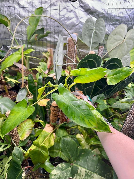 Philodendron Mexicanum x Jose Bueno  - Rare