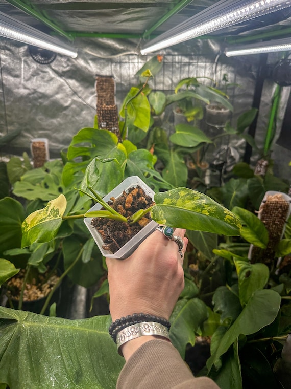 Philodendron Domesticum Variegated