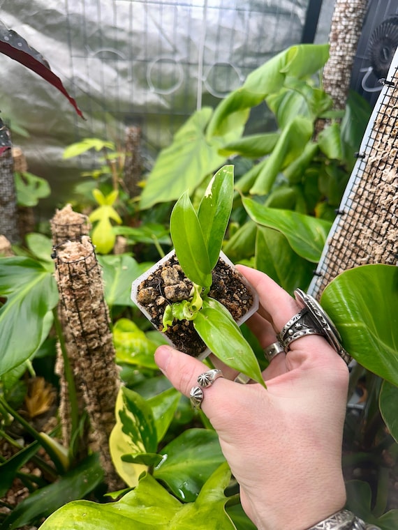 Variegated Philodendron Wend-Imbe