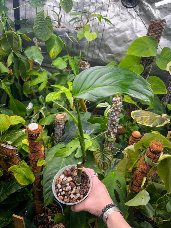 Monstera Laniata