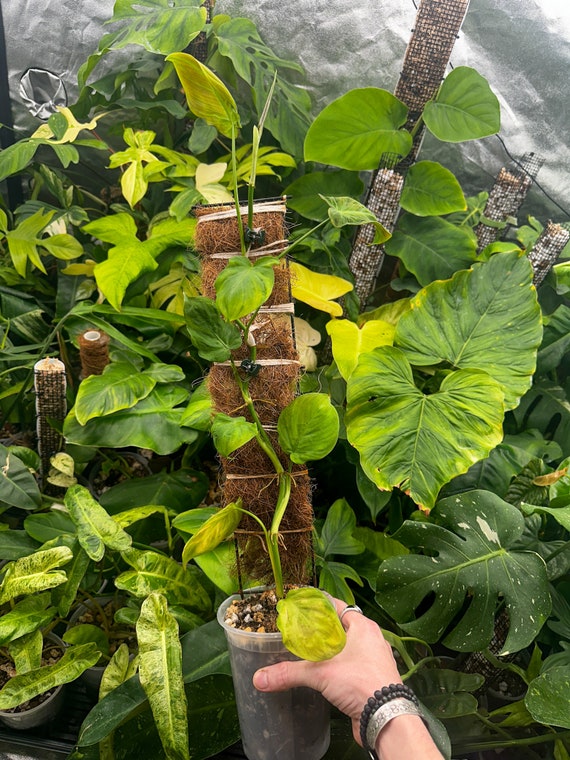 Philodendron Camposportoanum
