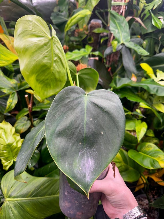 Hybrid Philodendron El Choco Green x Spiritus Sancti