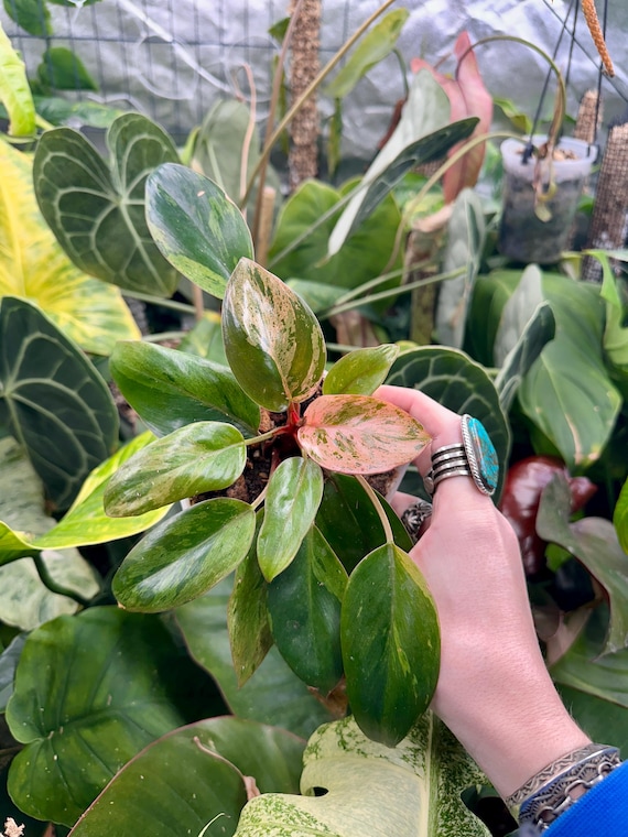 Philodendron Red Congo Mint Variegated