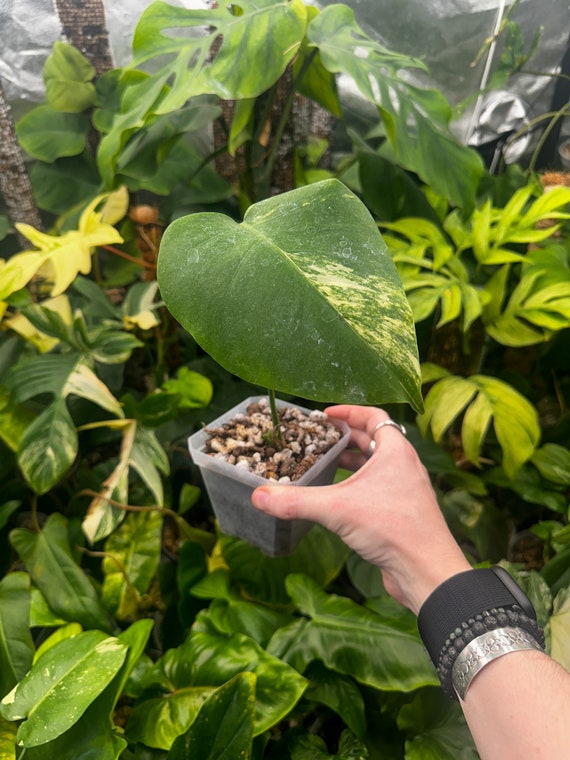 Monstera Borsigiana Aurea Semi rooted cutting