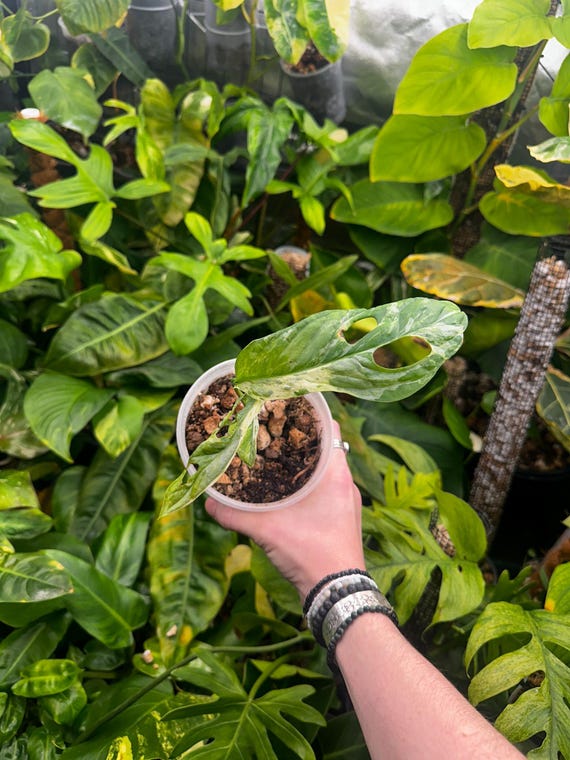 Variegated Monstera Adansonii Mint TriColor full rooted