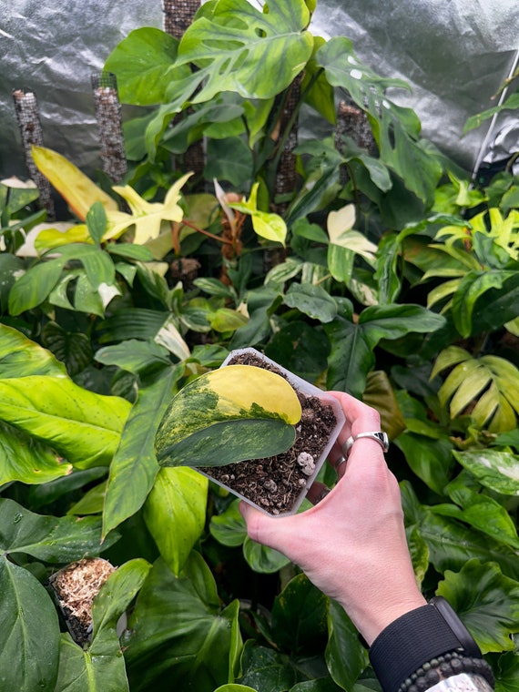 Scindapsus Jade Satin Aurea Variegated Cutting Rooted