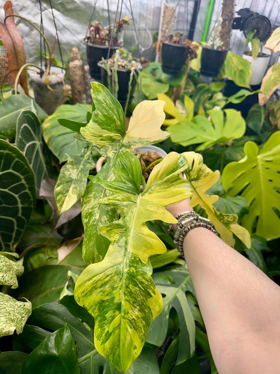 Variegated Philodendron Florida Beauty x Bob Cee