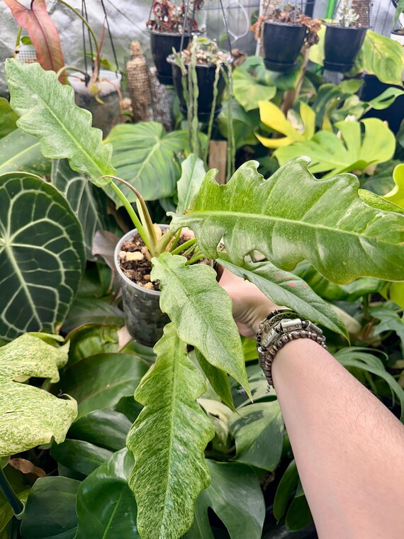 philodendron Pluto Mint