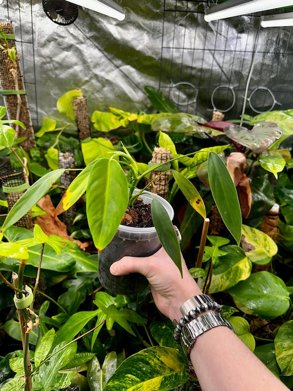 Philodendron SP Campi Green