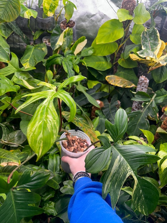 Florida beauty Variegated