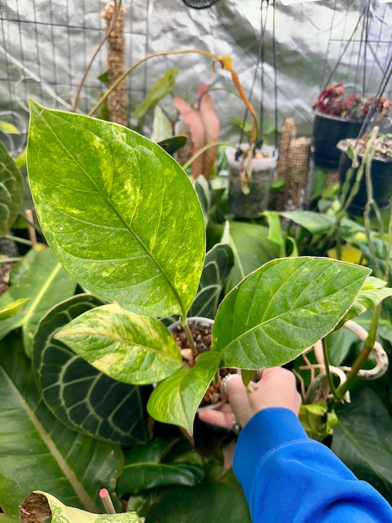 Anthurium Jenmanii Yellow Variegated