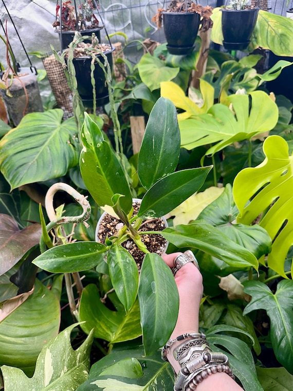Variegated Philodendron Wend-Imbe